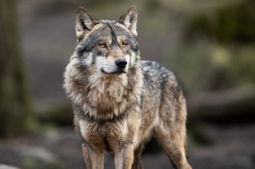 A close-up of a wolf standing in a natural setting, showcasing its thick fur and alert expression.