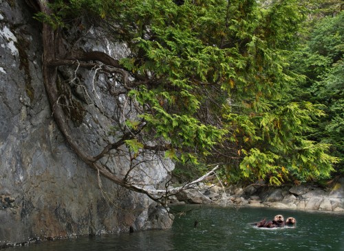 Two sea otters float in calm water near a rocky shore with lush green trees overhead.