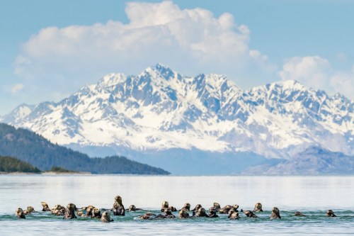A group of sea otters floats in calm water, with snow-capped mountains and a blue sky in the background.