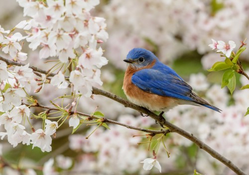 A bluebird perched on a branch surrounded by blooming cherry blossoms.