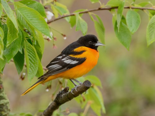 A vibrant orange and black bird perched on a branch surrounded by green leaves.