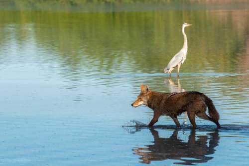 A coyote wades through shallow water, while a heron stands still in the background, surrounded by lush greenery.