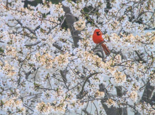 A vibrant red cardinal perched on a branch among blooming white cherry blossoms.