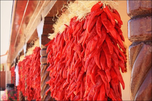 Bunches of vibrant red chili peppers hanging in a rustic setting, showcasing their rich color and texture.