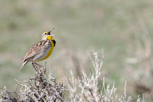 A yellow-breasted bird perched on a dry shrub, singing against a blurred green background.