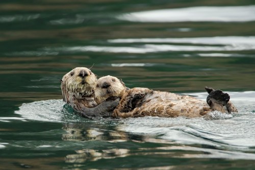 Two sea otters float on their backs in calm water, one holding the other in a gentle embrace.