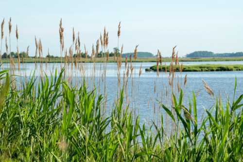 Lush green reeds frame a calm waterway under a clear blue sky, with distant trees and land visible in the background.