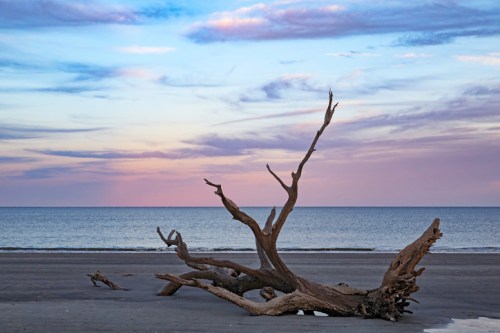 A weathered driftwood log on a sandy beach, with a serene ocean and pastel sky at sunset in the background.