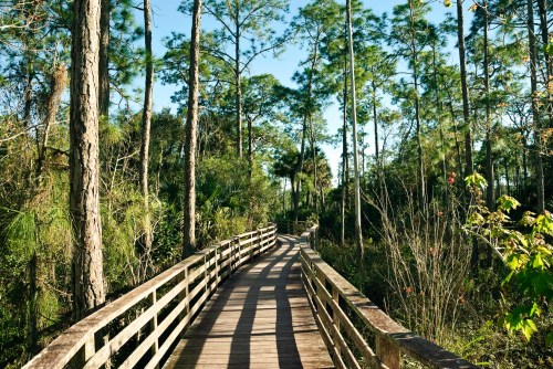A wooden boardwalk winds through a lush, green forest with tall pine trees under a clear blue sky.
