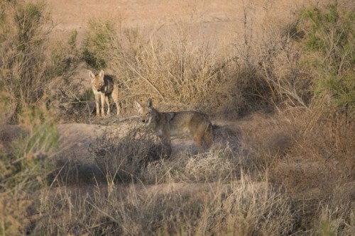 Two coyotes stand among dry grass and shrubs in a natural landscape.