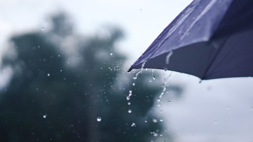 Close-up of a purple umbrella with raindrops falling against a blurred background of trees.