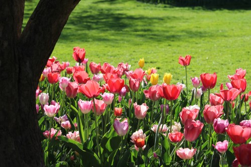 A vibrant garden filled with blooming tulips in various colors, surrounded by lush green grass.