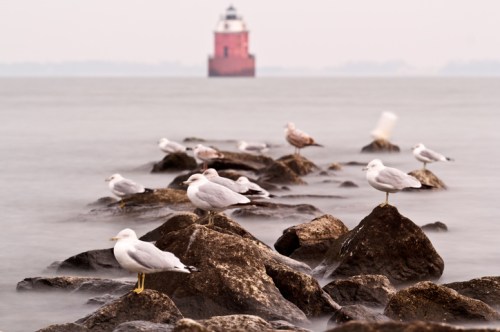 Seagulls perched on rocks by the water, with a distant lighthouse visible in the background.