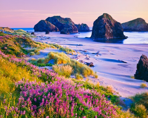 A serene beach scene with purple flowers in the foreground, rocky formations, and gentle waves under a pastel sky.