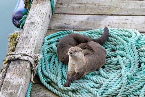 Two otters resting on a large coil of green rope on a wooden dock by the water.