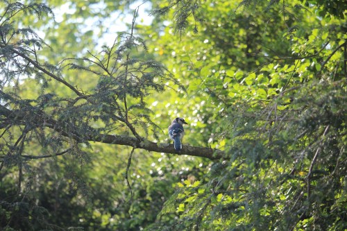 A blue jay perched on a branch surrounded by lush green foliage in bright sunlight.