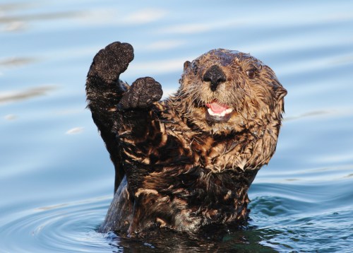 A playful sea otter floats on its back in the water, raising one paw and showing a cheerful expression.