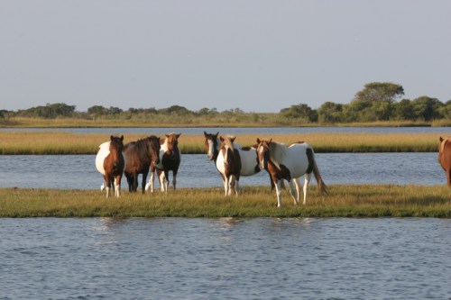 A group of horses stands on a grassy bank by a calm body of water, surrounded by lush greenery.