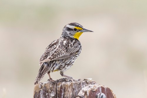 A yellow-throated bird perched on a wooden post, showcasing intricate feather patterns and a sharp beak.