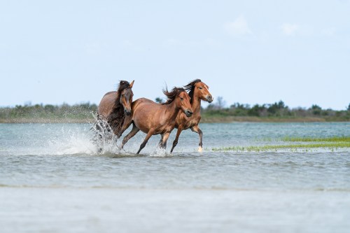Two horses gallop through shallow water, splashing as they run alongside a grassy shoreline under a clear sky.
