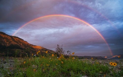 A vibrant rainbow arcs over a landscape with wildflowers in the foreground and mountains in the background under a cloudy sky.