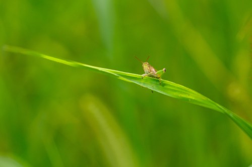 A small grasshopper perched on a green blade of grass against a blurred green background.