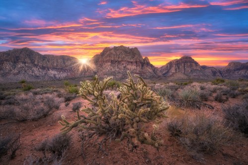 A desert landscape at sunset, featuring mountains in the background and a cholla cactus in the foreground.