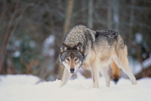 A wolf walking through a snowy landscape, with a focused expression and a thick, grayish-brown coat.