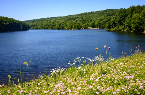 A serene lake surrounded by lush green trees and colorful wildflowers under a clear blue sky.