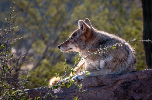 A coyote rests on a rock, surrounded by desert vegetation, with sunlight highlighting its fur.
