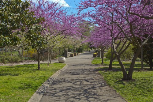 A serene park pathway lined with blooming pink trees and lush greenery under a clear blue sky.