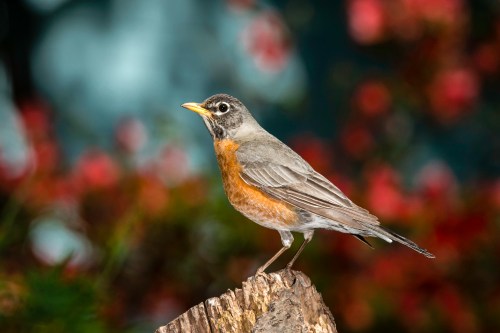A close-up of a robin perched on a log, with a blurred background of colorful foliage.