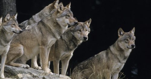 A group of six wolves stands on a rocky outcrop, surrounded by trees and grass, looking alert and attentive.