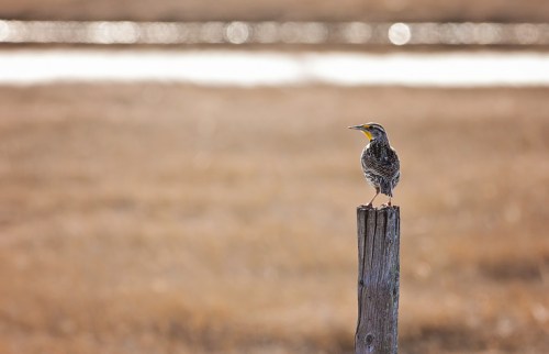 A bird perched on a wooden post, with a blurred background of grass and water reflecting sunlight.
