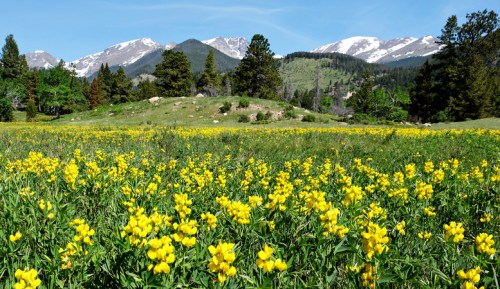 A vibrant field of yellow flowers in front of snow-capped mountains under a clear blue sky.