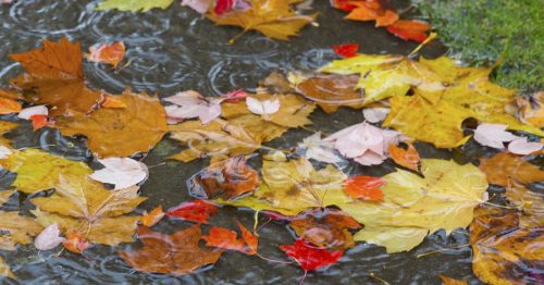 Colorful autumn leaves floating on a rain-soaked surface, with ripples from falling raindrops.