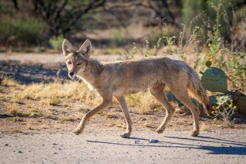 A coyote walking along a dirt path in a desert landscape, surrounded by sparse vegetation and cacti.