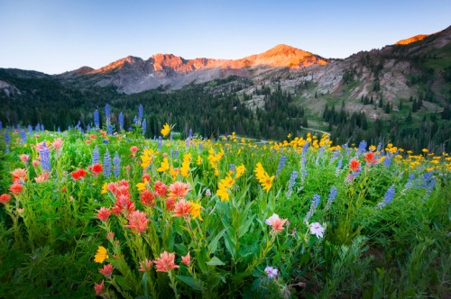 A vibrant meadow filled with colorful wildflowers, set against a backdrop of mountains at sunrise.