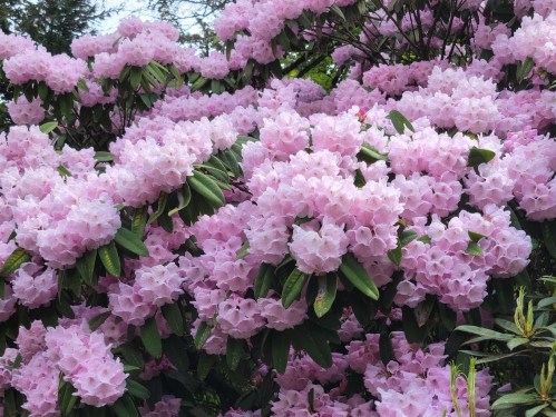 A vibrant display of pink rhododendron flowers blooming among lush green leaves.