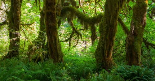 Moss-covered trees stand tall in the Hoh Rain Forest within Olympic National Park.