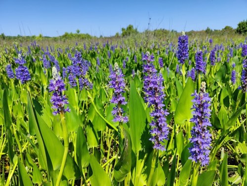 A vibrant field of purple flowers surrounded by lush green leaves under a clear blue sky.