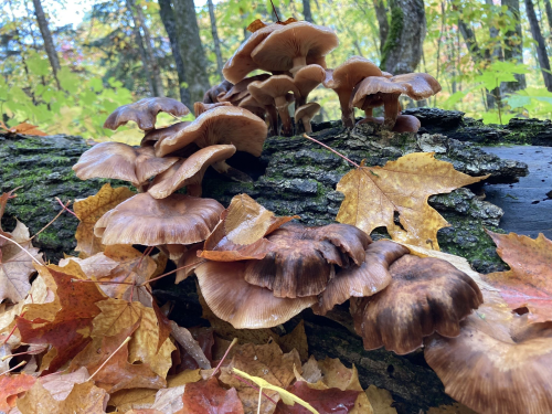 Clusters of brown mushrooms growing on a log, surrounded by colorful autumn leaves in a forest setting.