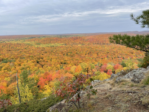 A panoramic view of a vibrant autumn forest with trees in shades of orange, red, and yellow under a cloudy sky.
