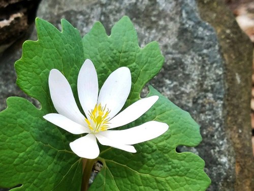 A white flower with yellow center blooms atop large green leaves, set against a rocky background.