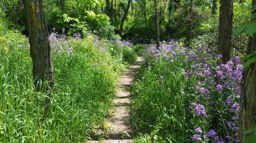 A serene path through a lush green forest, lined with vibrant purple flowers on either side.