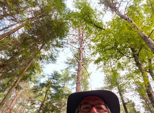 A person wearing a hat stands beneath tall trees, looking up at the green leaves and blue sky above.
