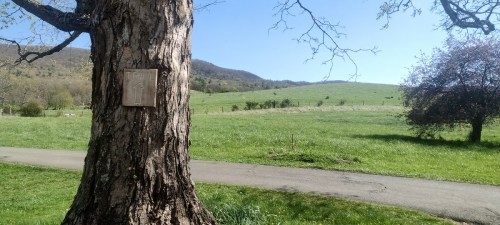 A large tree with a sign stands beside a path, overlooking a green hillside under a clear blue sky.