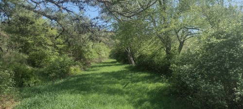 A lush, green pathway surrounded by trees and shrubs under a clear blue sky.