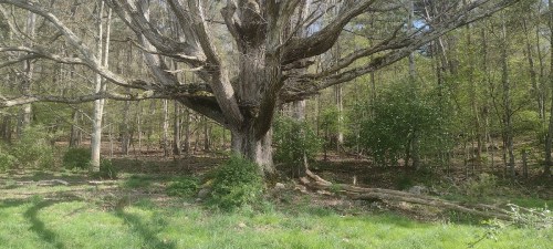 A large, gnarled tree stands in a lush green forest, surrounded by smaller trees and underbrush. Sunlight filters through the leaves.