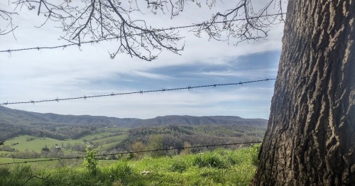A scenic view of rolling hills and valleys, framed by a tree and barbed wire, under a clear blue sky.